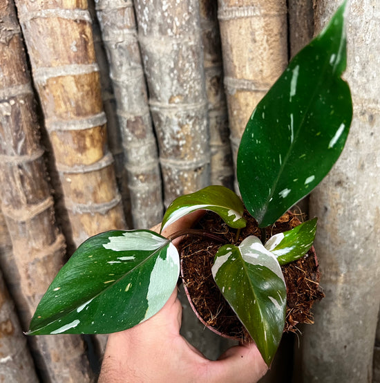 Philodendron &