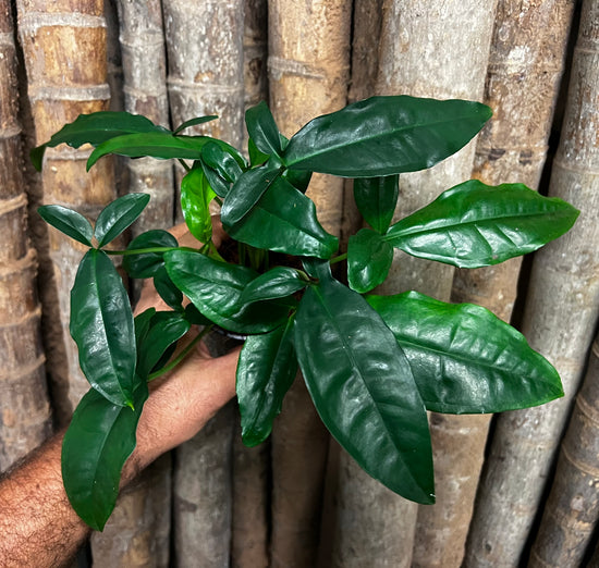 Syngonium &