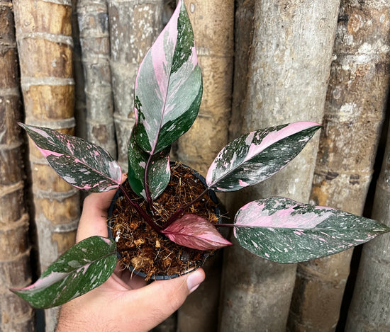 Philodendron &