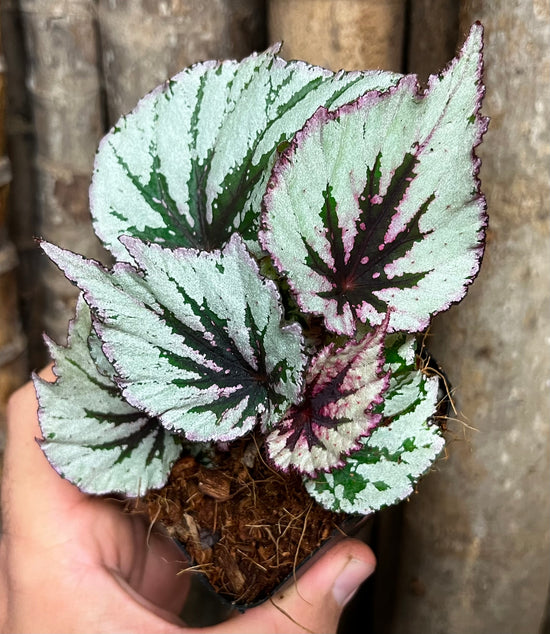 Begonia &
