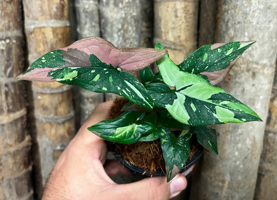 Syngonium &