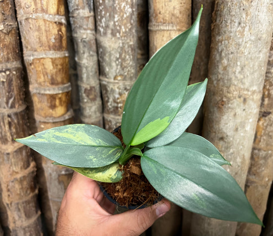 Philodendron &