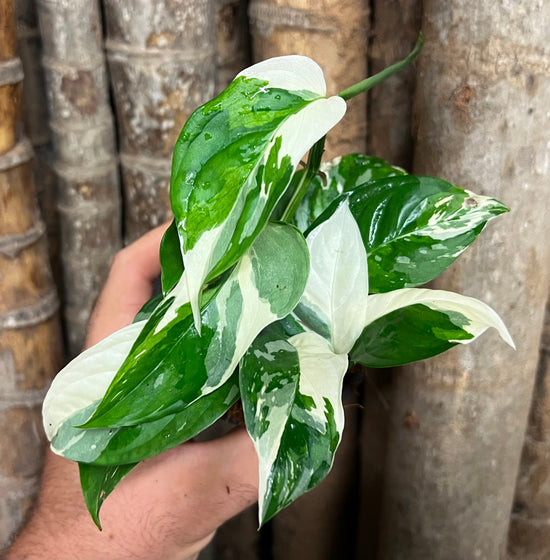 Monstera laniata &