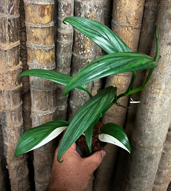 Epipremnum amplissimum &