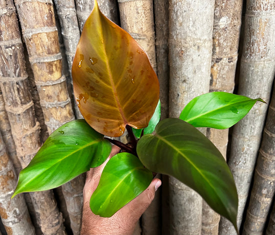 Philodendron &