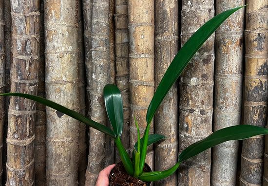 Philodendron &