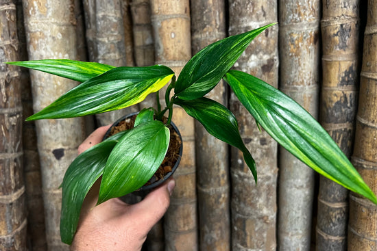 Epipremnum amplissimum &