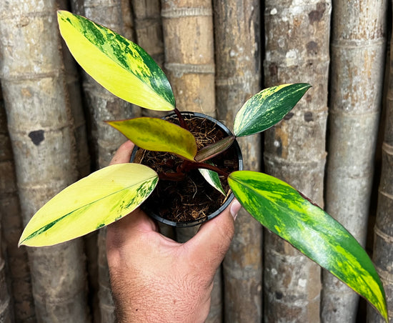 Philodendron &