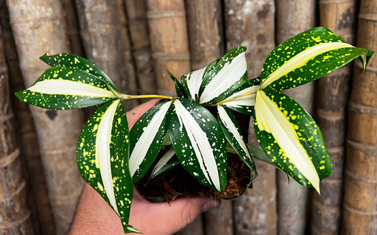 Dracaena &