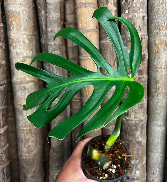 Monstera &