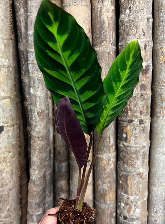 Calathea &