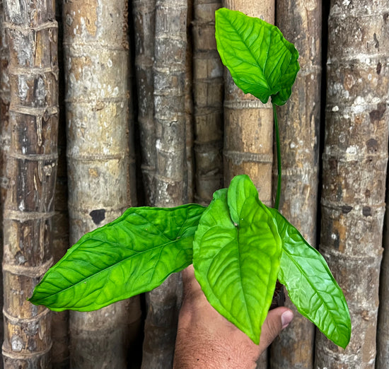 Syngonium &