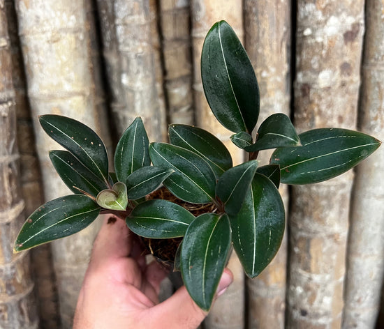 Jewel Orchid &