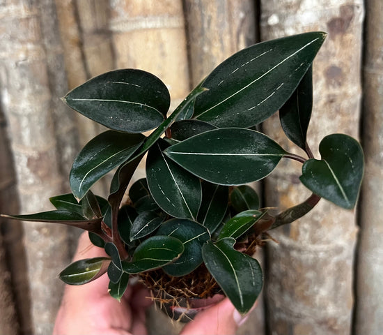 Jewel Orchid &