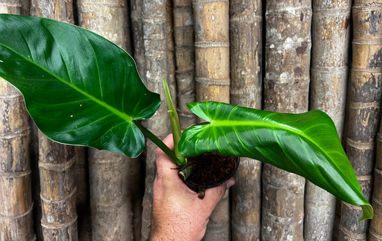 Philodendron &
