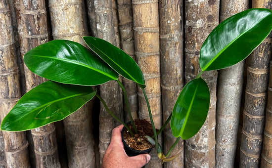 Philodendron &
