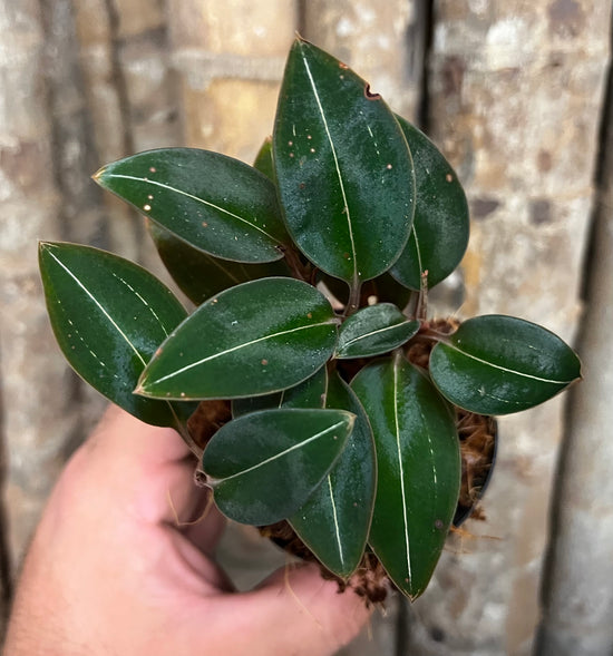 Jewel Orchid &