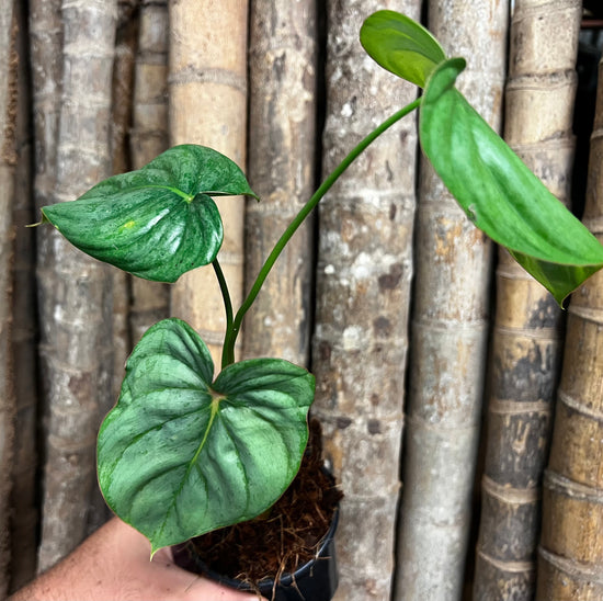 Philodendron &