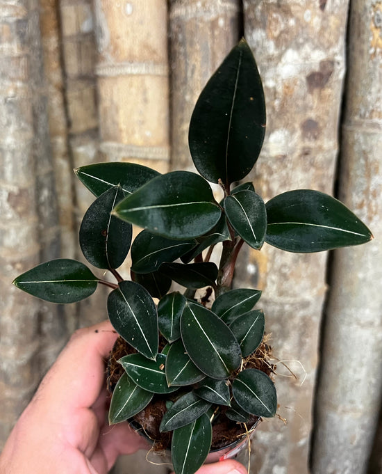 Jewel Orchid &