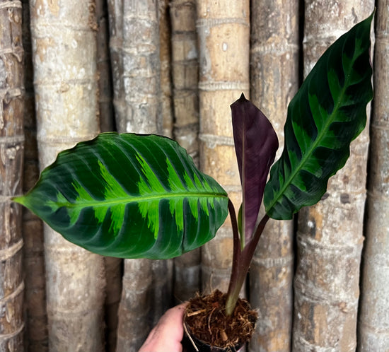 Calathea &