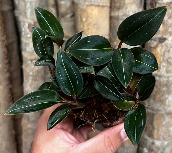 Jewel Orchid &