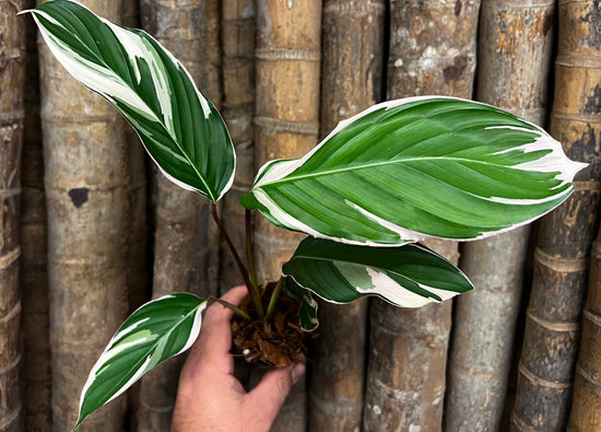Maranta &