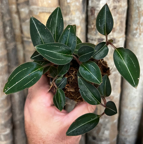 Jewel Orchid &