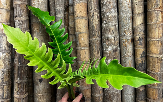 Philodendron &