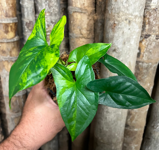 Syngonium &