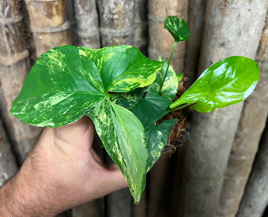 Syngonium &