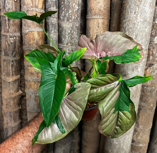 Syngonium &