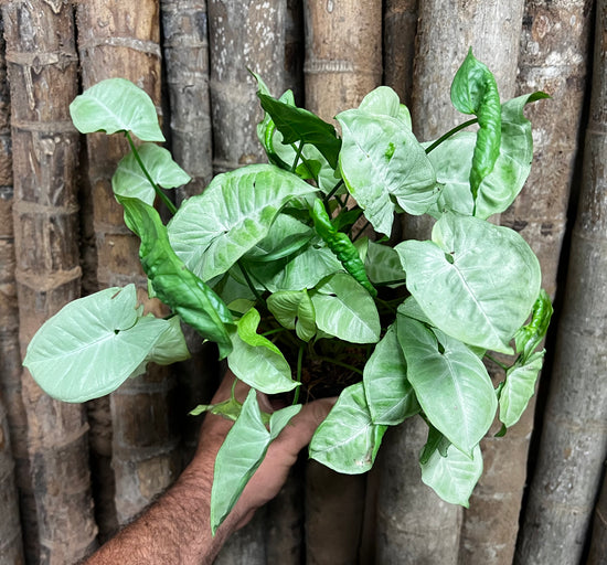 Syngonium &