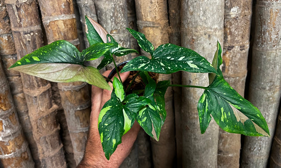 Syngonium &
