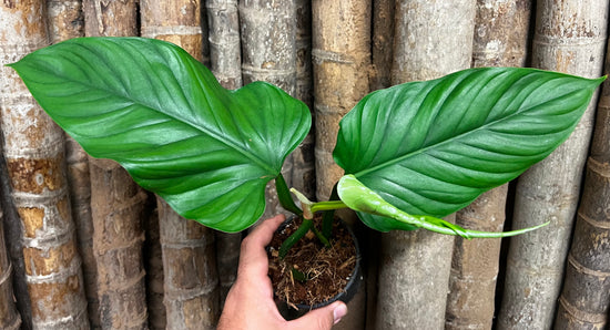 Philodendron &