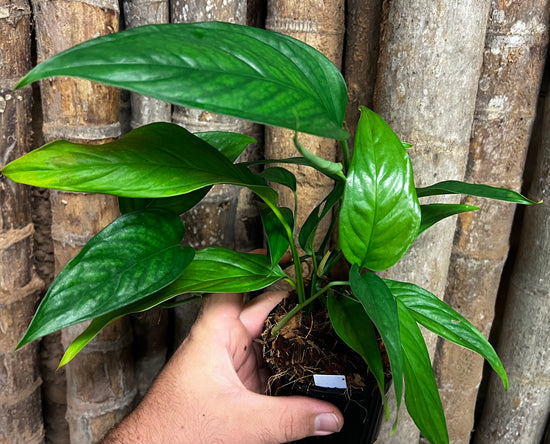 Monstera &