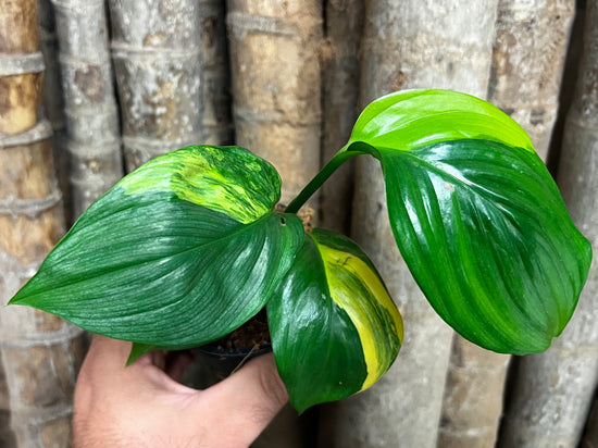 Epipremnum amplissimum &