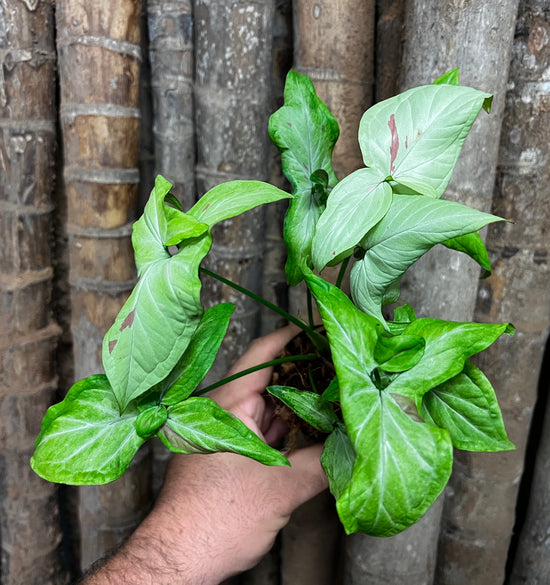 Syngonium &