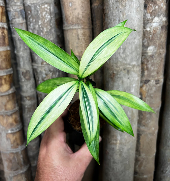 Dracaena &
