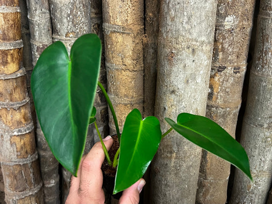 Philodendron &