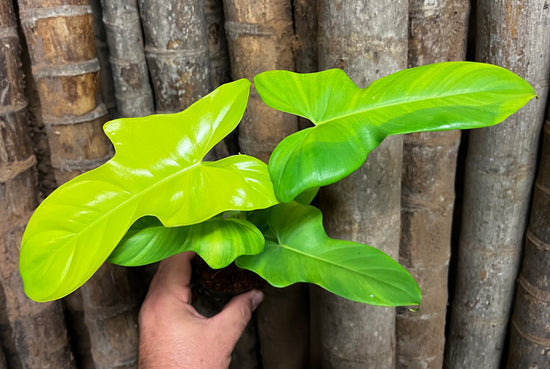 Philodendron &