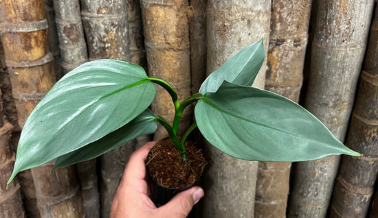 Philodendron &