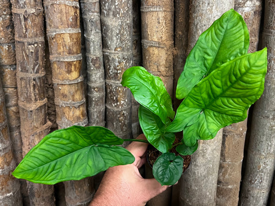 Syngonium &