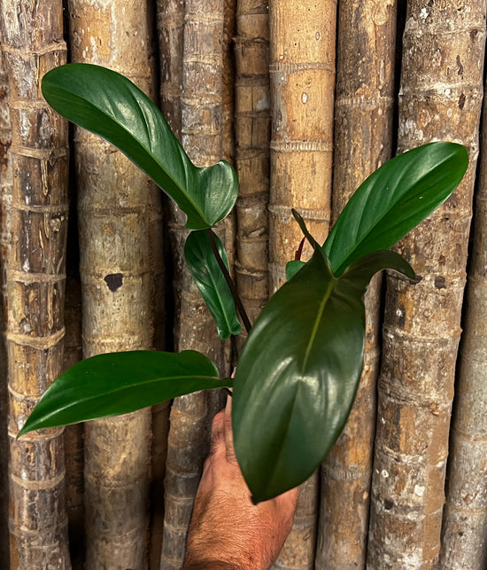Philodendron &