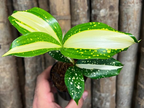 Dracaena &