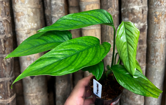Monstera &