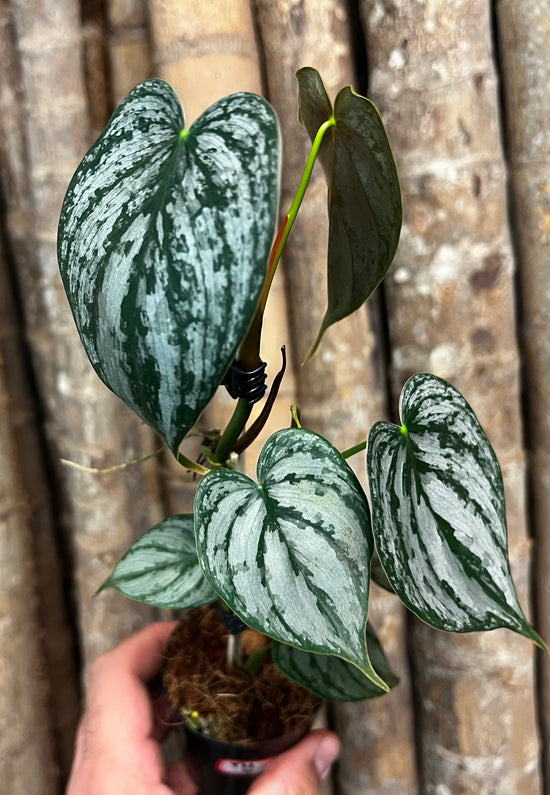 Philodendron &