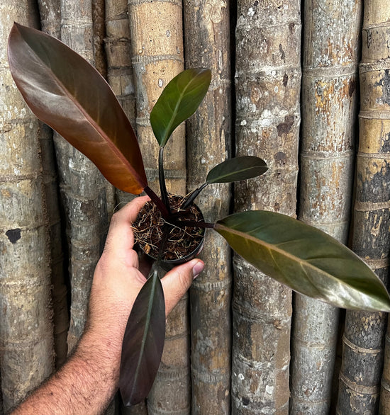 Philodendron &