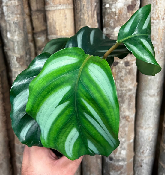 Calathea &
