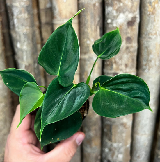 Philodendron &