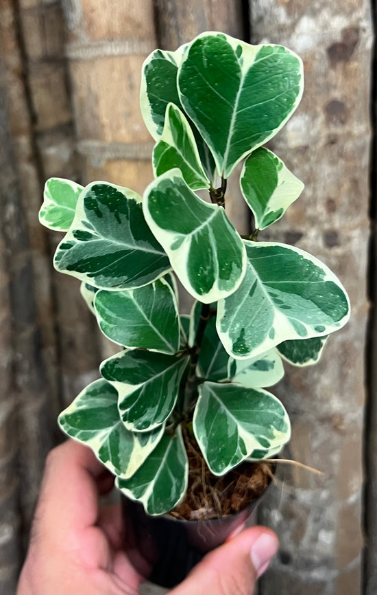 Ficus triangularis &